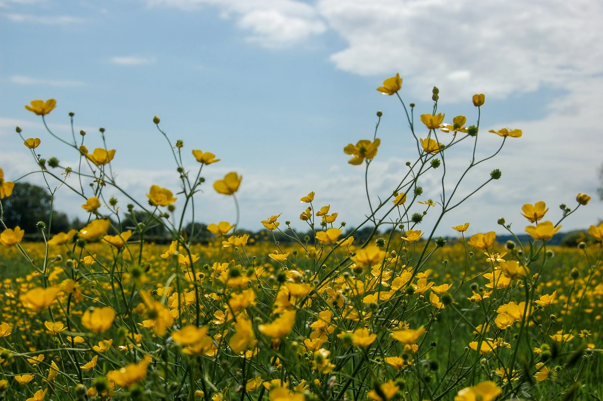 A field full of yellow flowers under a blue sky