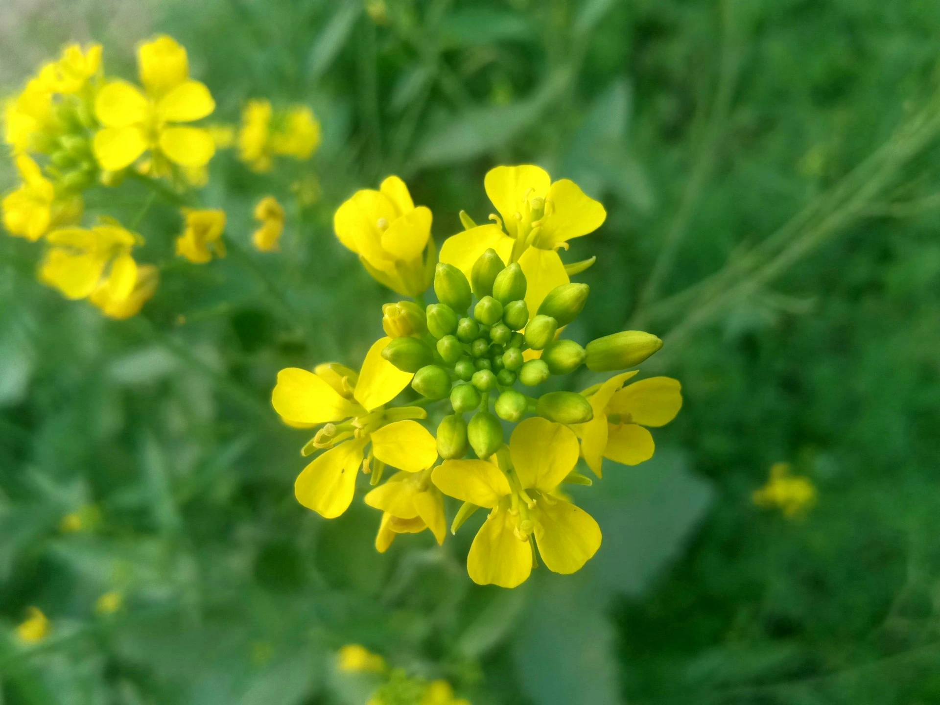 a close up of a yellow flower in a field