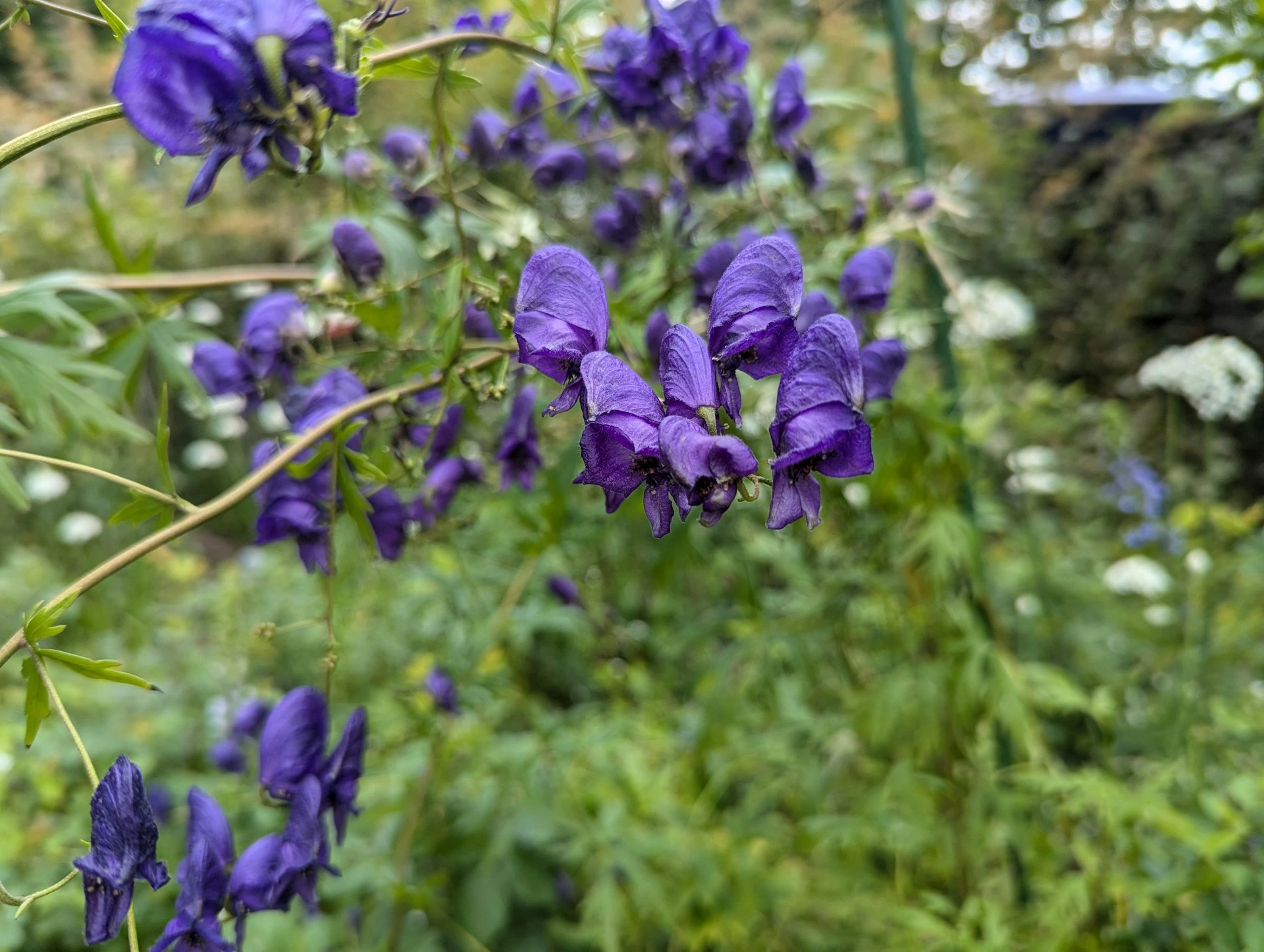A bunch of purple flowers in a garden