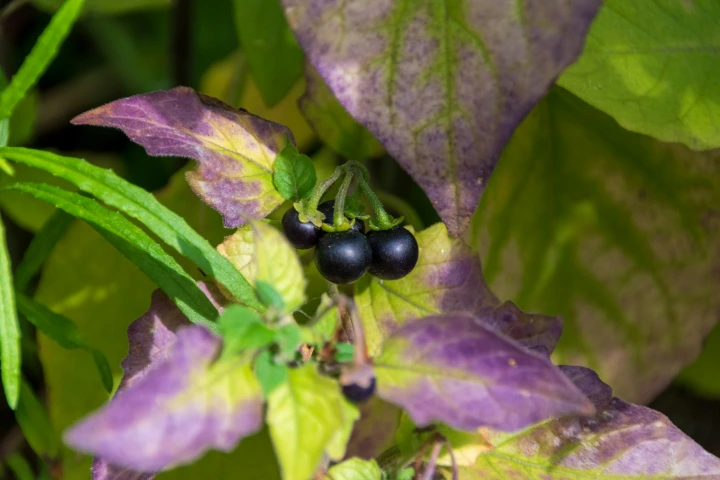 Black berries on a plant with purple leaves.