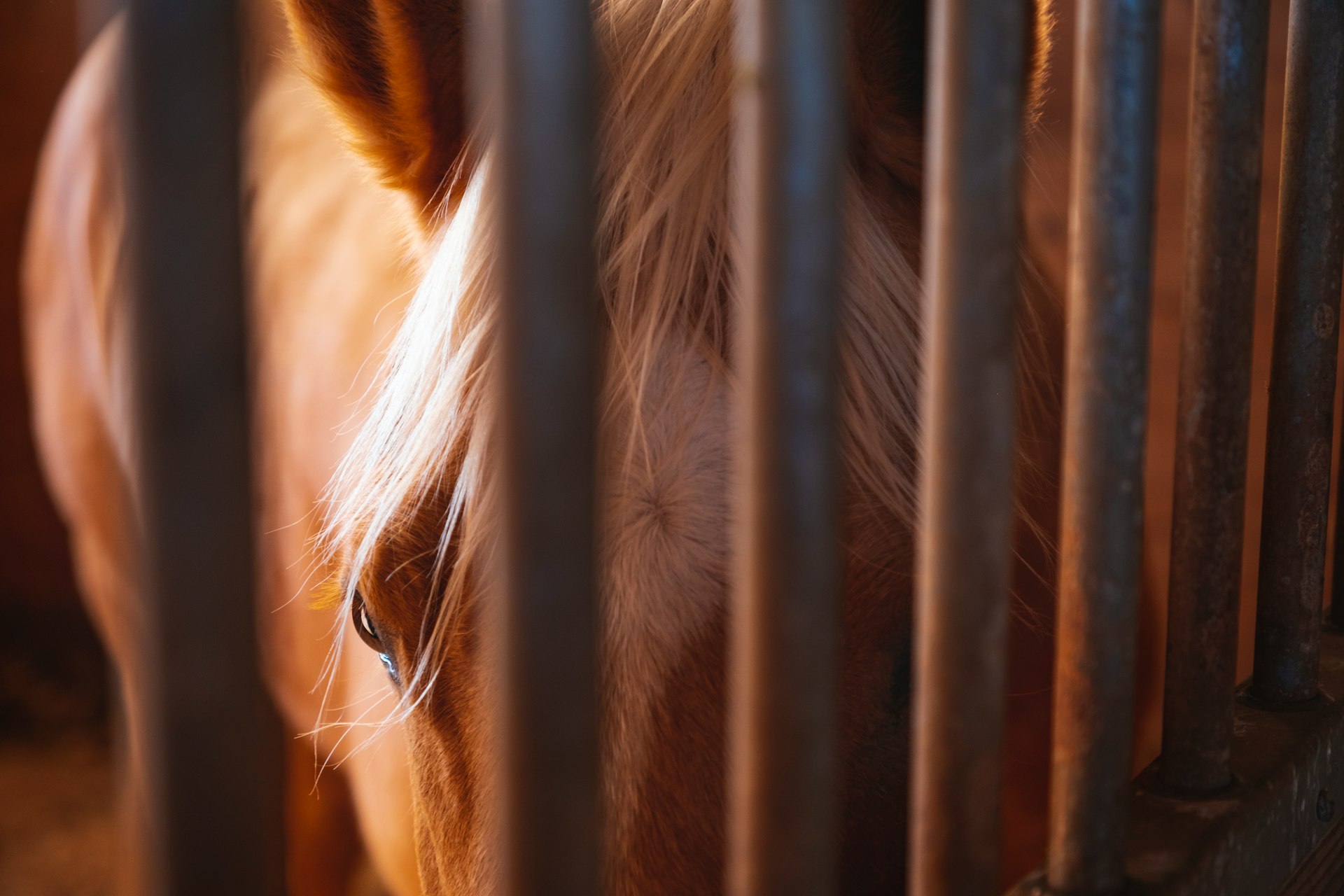 brown and white horse in stable