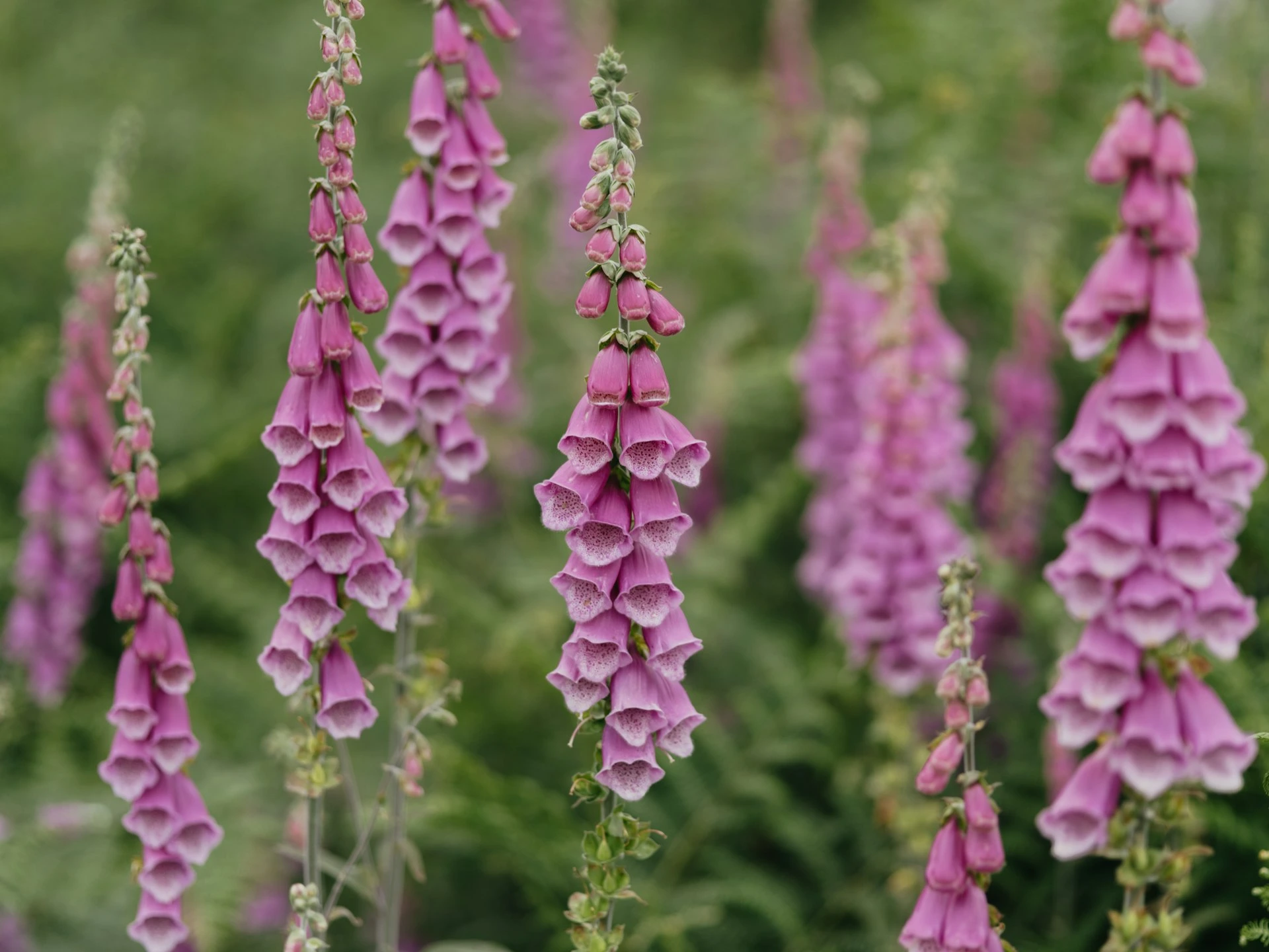 a bunch of pink flowers that are in a field