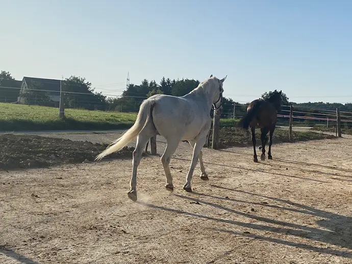 Horses walking on a track made with HIT Top Clean mats Horses walking on a track made with HIT Top Clean mats