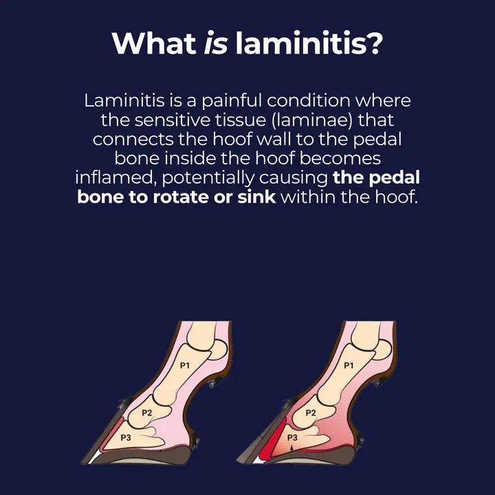laminitis in horses what is laminitis