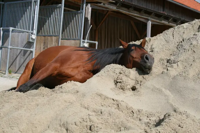 horse sleeping on sand horse sleeping on sand
