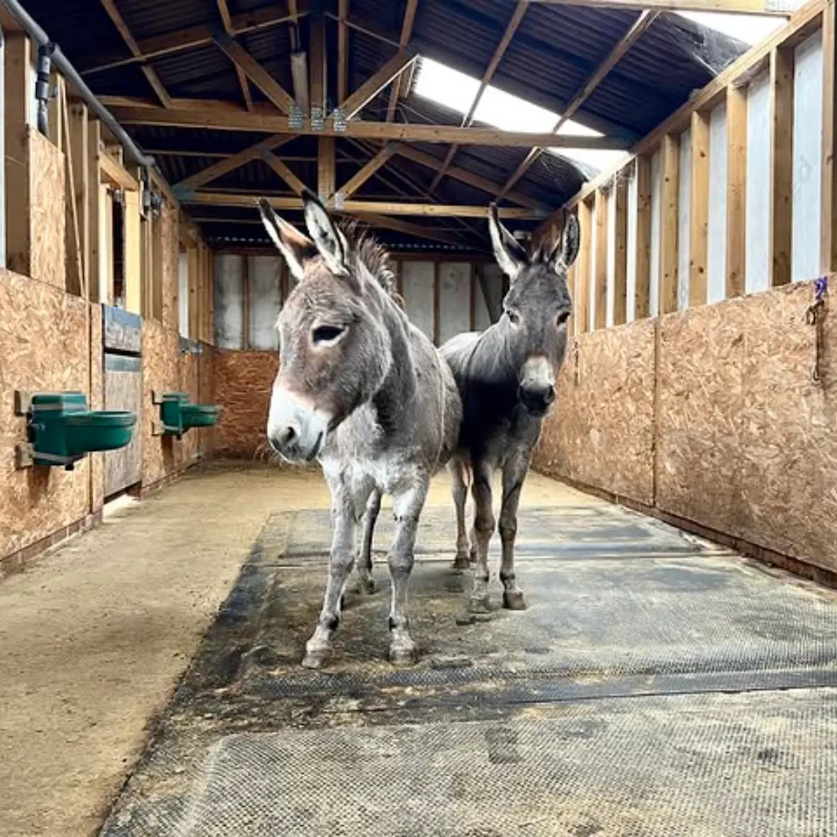 Donkey's at the Isle of Wight Donkey Sanctuary enjoying there SoftBed's 2 Donkey's at the Isle of Wight Donkey Sanctuary standing around on there comfortable SoftBed's in there barn.