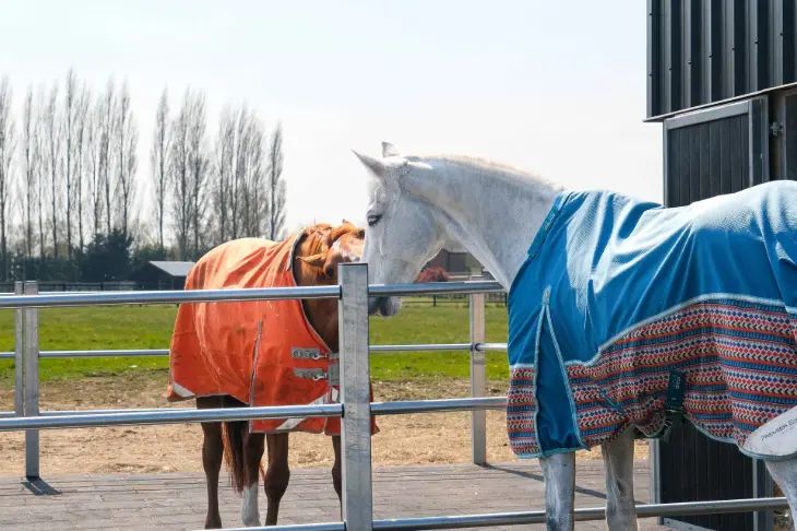 two horses socialising in turnout pens