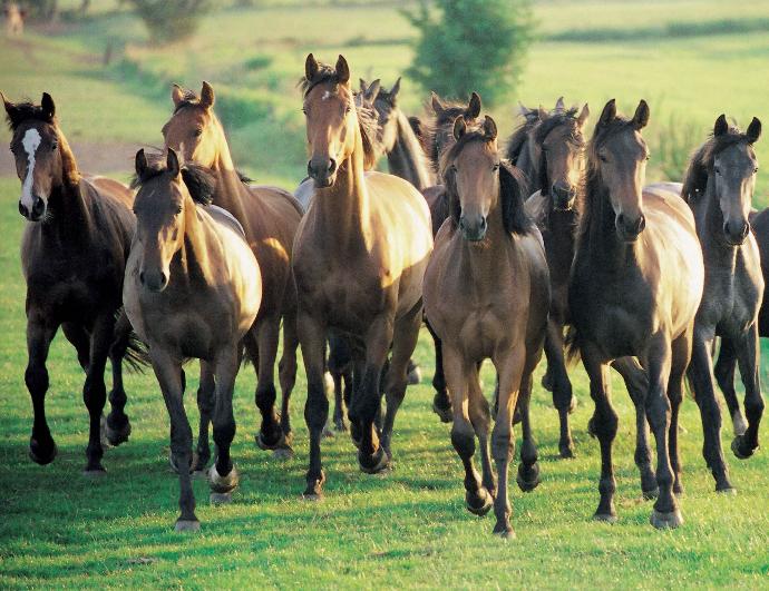 Herd of Active Stable horses galloping together Herd of Active Stable horses galloping together