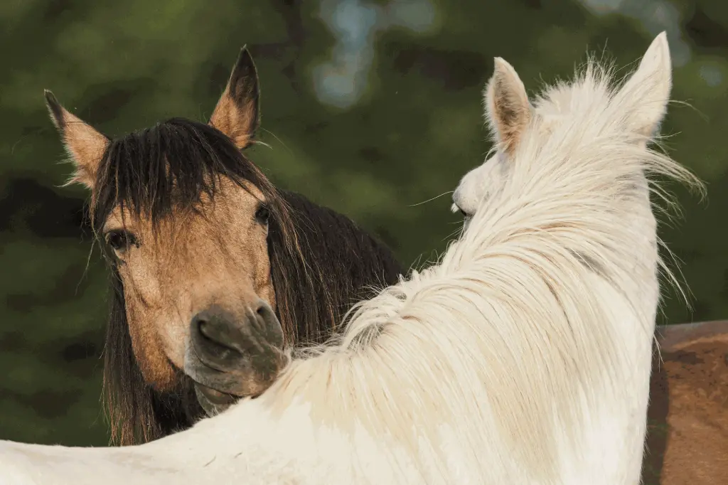 two horses grooming together strengthens pair bonds