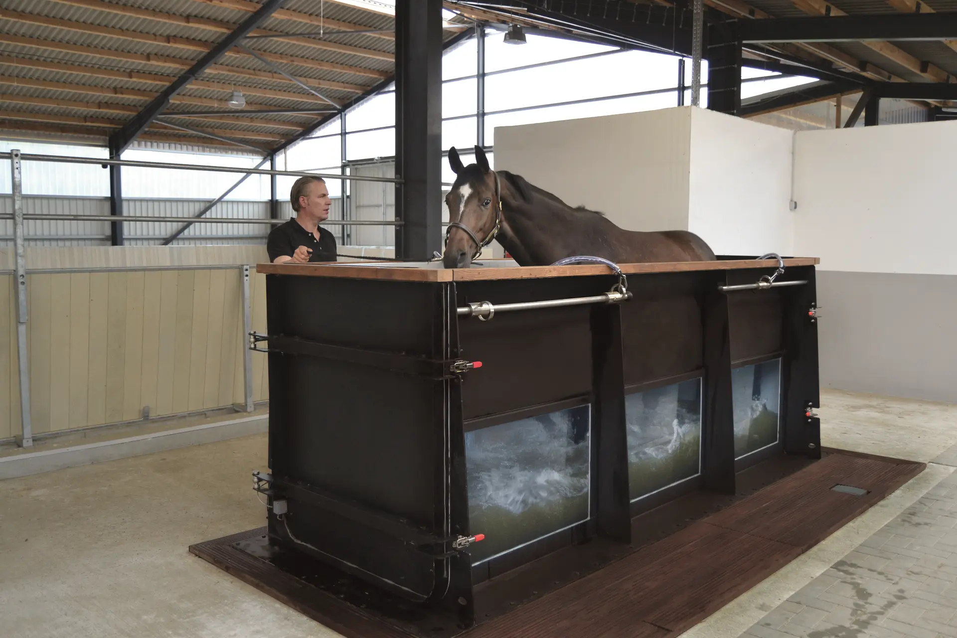 large horse using the sascotec aqua trainer