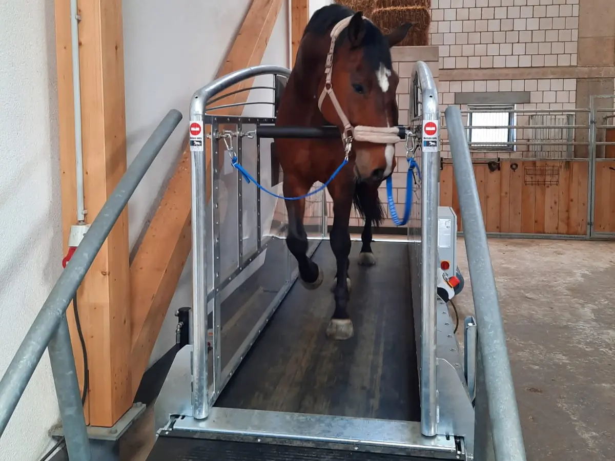 Horse walking on a sascotec treadmill