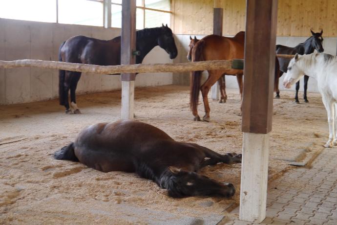 Horses resting in the Activestable Horses resting in the Activestable