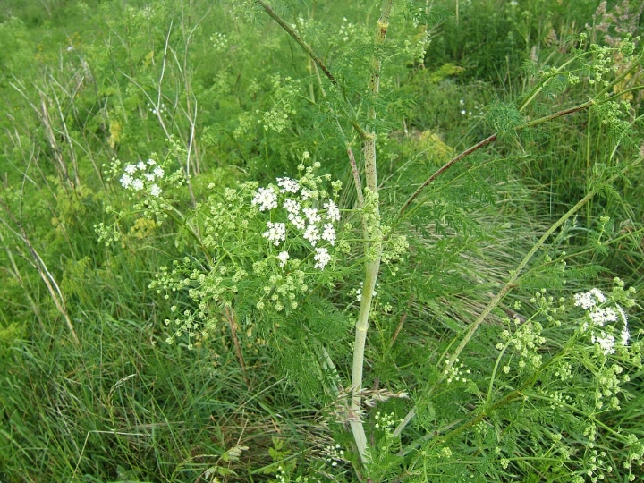 By MPF - Own work, CC BY-SA 3.0, https://commons.wikimedia.org/w/index.php?curid=20583647 By MPF - Own work, CC BY-SA 3.0, https://commons.wikimedia.org/w/index.php?curid=20583647