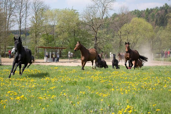 HIT Active Stable horses running HIT Active Stable horses running in the paddock