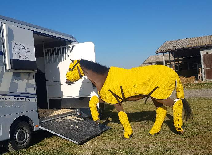 Horse wearing Ironhorse boarding a trailer Horse wearing Ironhorse boarding a trailer