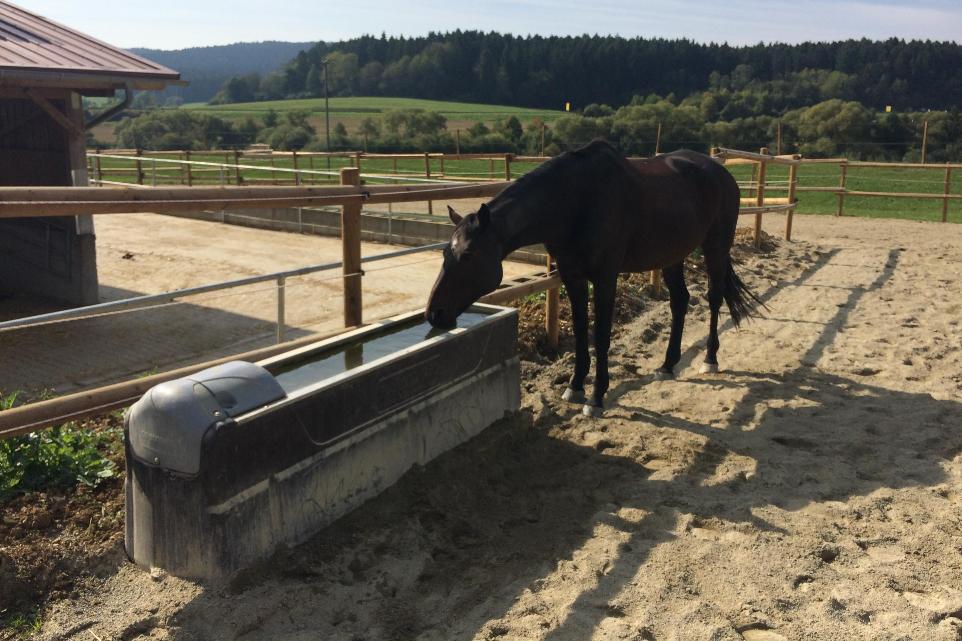 Active Stable Water Trough Active Stable Water Trough with horse drinking