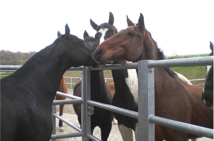 Horses greeting each other