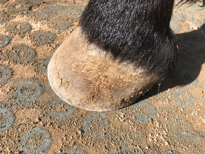 Horse hoof on top clean mat Horse hoof on top clean mat