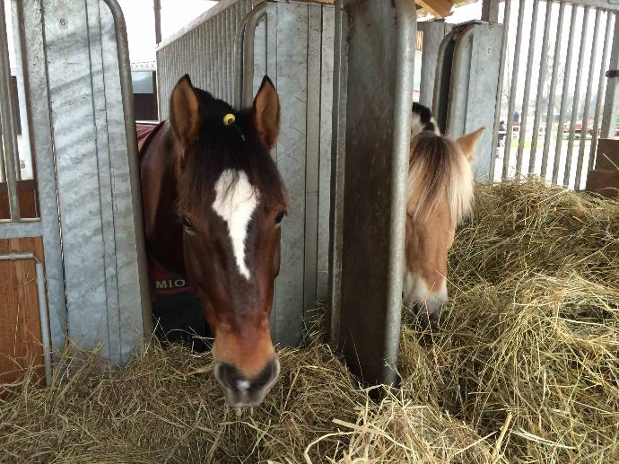 2 horses in an automated forage feeder