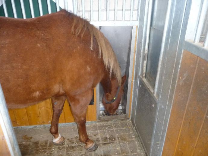 feeder dispensing concentrate feed