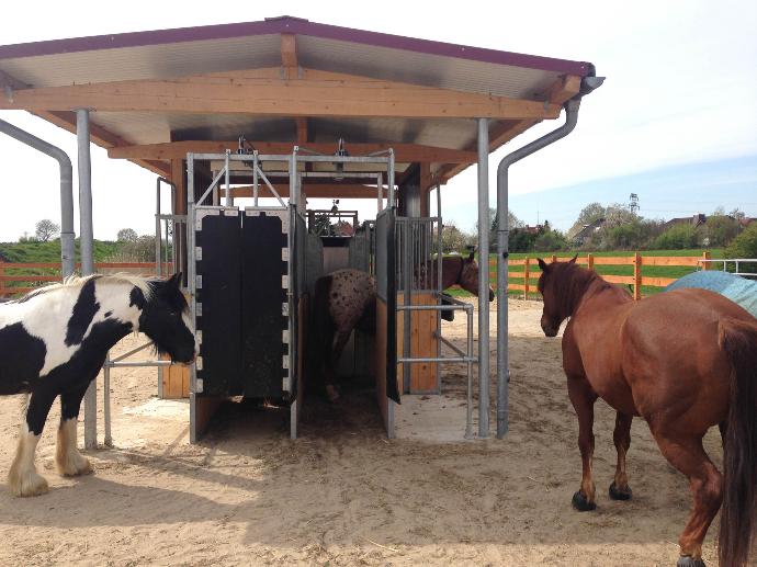 horses waiting to enter the auto feeder
