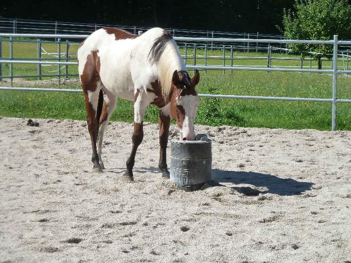 la buvette drinker in the HIT Active Stable la buvette drinker in the HIT Active Stable