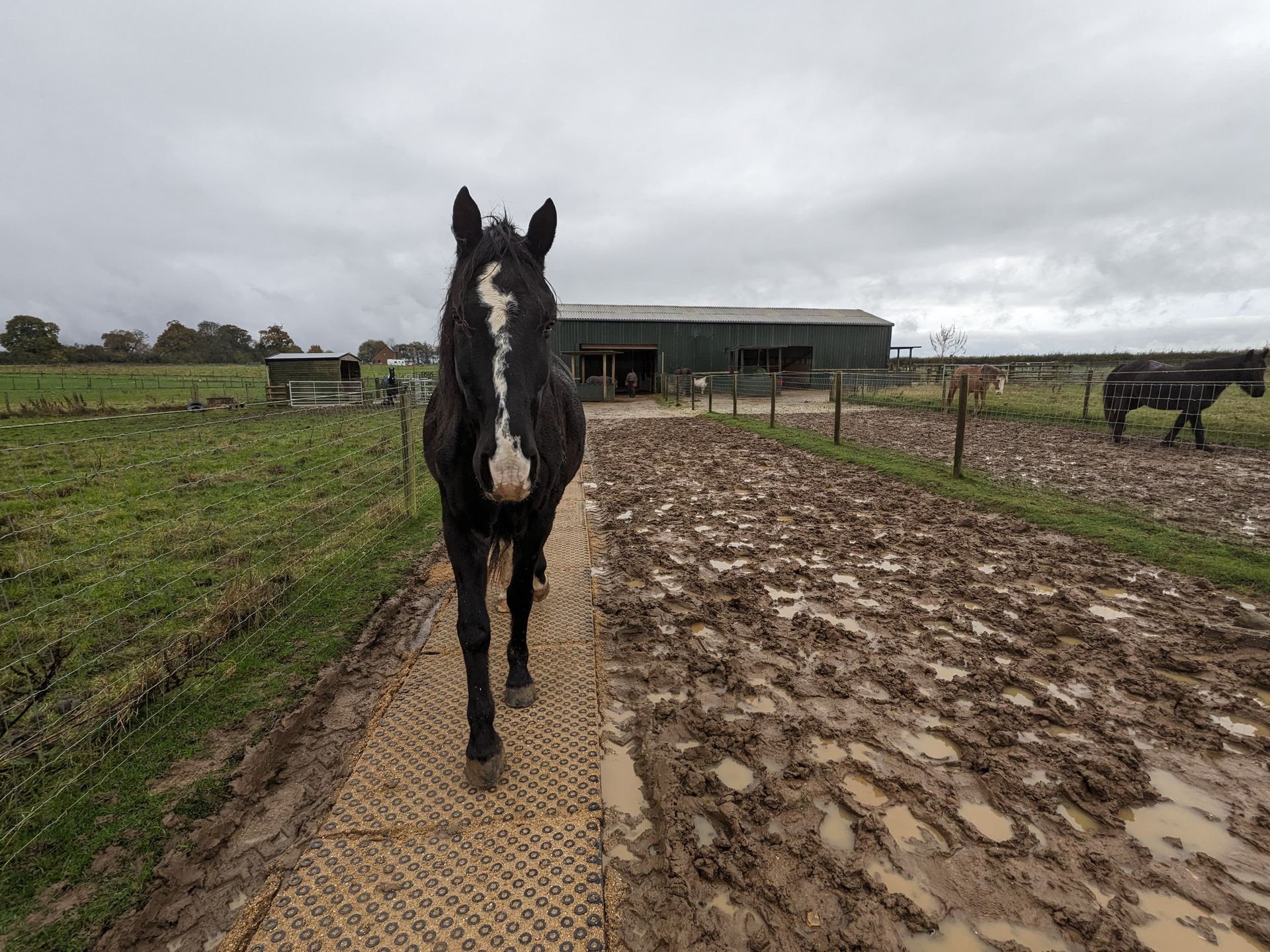 AVL horse next to muddy track AVL horse next to muddy track
