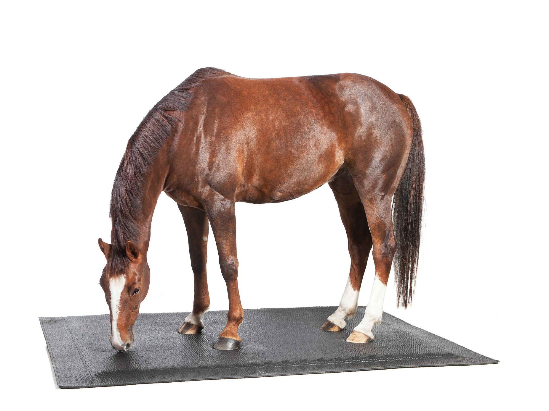 HIT softbed mattress with horse standing