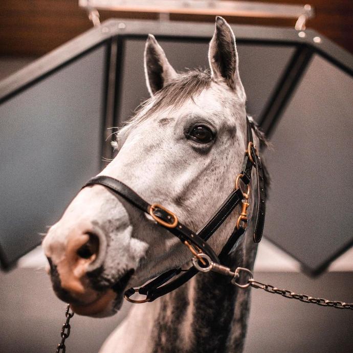 horse enjoying the warmth from stallvarme solarium horse enjoying the warmth from stallvarme solarium