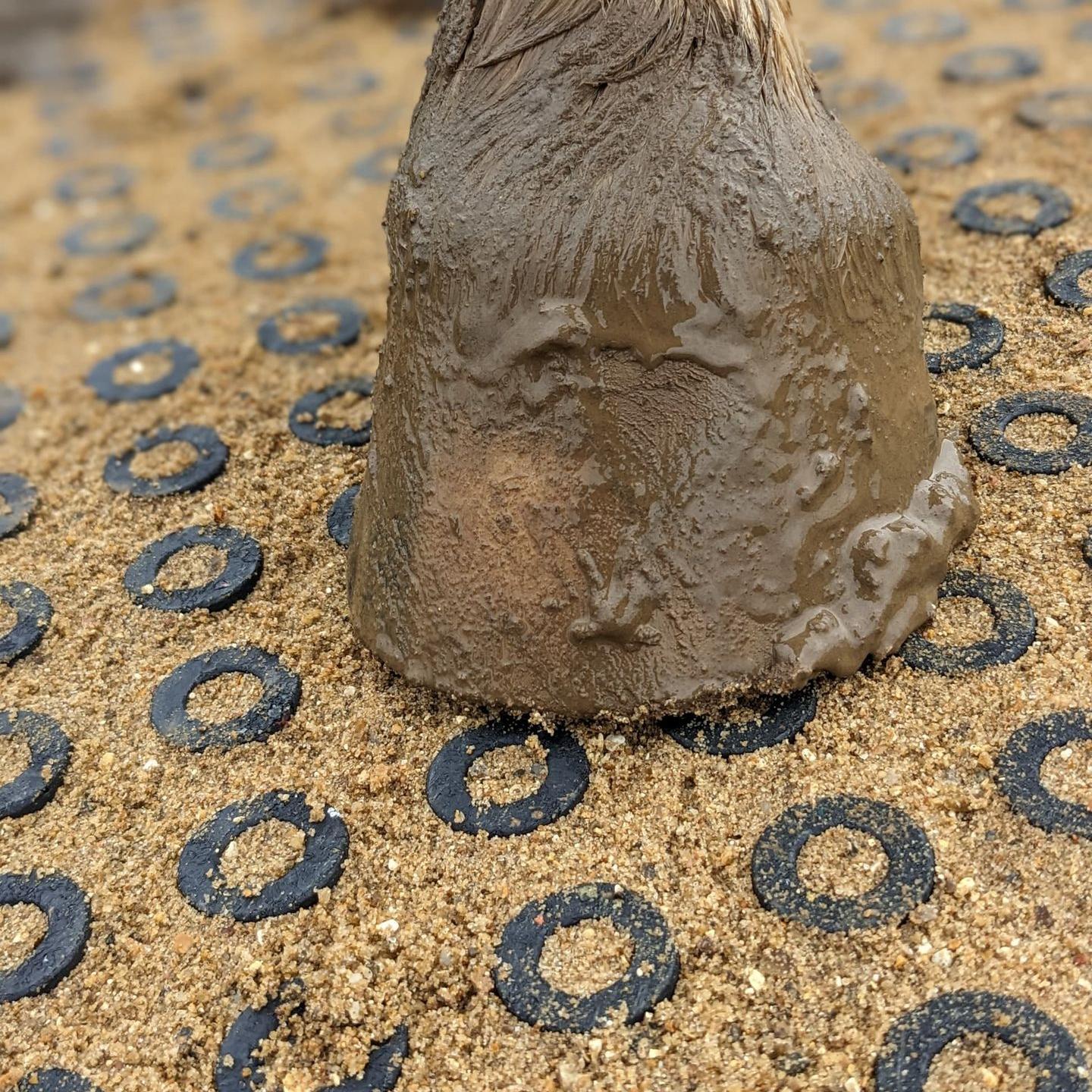horse hoof on HIT Top Clean mats horse hoof on HIT Top Clean mats